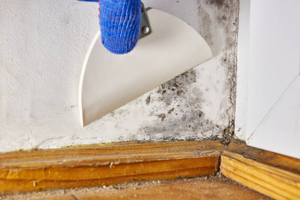 Best Industrial Mold Remediation  in De Soto, KS